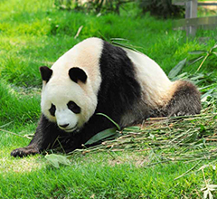 Chengdu - Aéroport International Shuangliu  